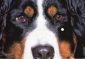 ポストカード カラー写真 犬 折り目が付いたポストカード お面にできます