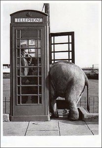 ポストカード モノクロ写真「電話をする男性と公衆電話に顔を突っ込むゾウ」