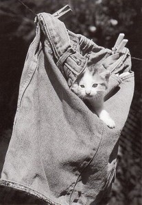 ポストカード モノクロ写真「洗濯物に隠れる子猫」