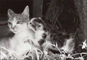 ポストカード モノクロ写真「猫の親子」
