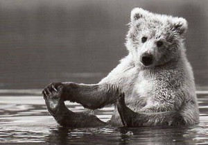 ポストカード モノクロ写真「水浴び中のクマ」