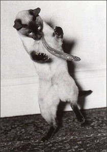 ポストカード モノクロ写真「魚を捕まえる猫」