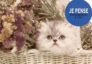 ポストカード カラー写真 ダイカットタイプ 定形外 花かごに入った子猫