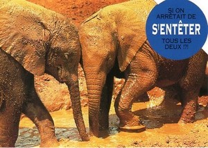 ポストカード カラー写真 ダイカットタイプ 定形外 泥浴び中のゾウたち