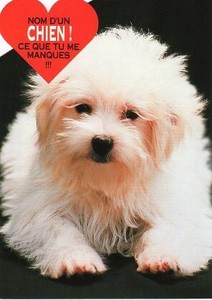 ポストカード カラー写真 ダイカットタイプ 定形外 白い子犬