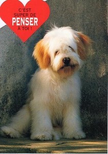 ポストカード カラー写真 ダイカットタイプ 定形外 首をかしげる白い犬