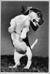 ポストカード モノクロ写真「はしゃぐ子犬」