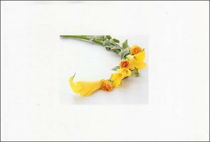 ポストカード カラー写真 黄色の花