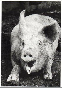 Postcard Monochrome Pig