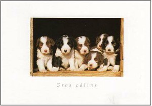 ポストカード カラー写真 5匹の子犬