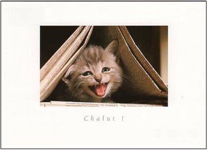 ポストカード カラー写真 鳴く子猫