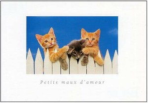 ポストカード カラー写真 3匹の子猫