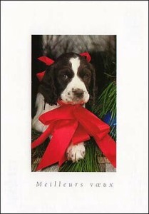 ポストカード カラー写真 赤いリボンを付けた子犬