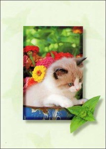 ポストカード カラー写真 子猫と花