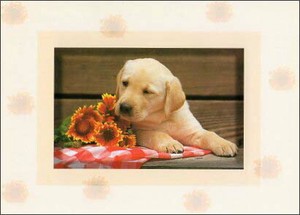 ポストカード カラー写真 子犬と黄色の花