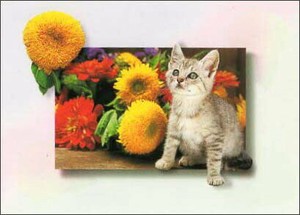 ポストカード カラー写真 子猫と黄色の花