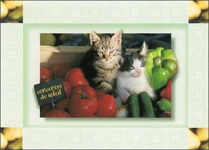 ポストカード カラー写真 野菜の中にいる2匹の子猫