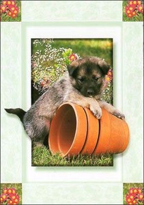 ポストカード カラー写真 子犬と植木鉢