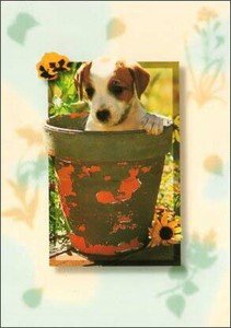 ポストカード カラー写真 子犬と黄色の花と植木鉢