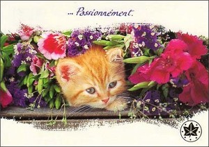 ポストカード カラー写真 花の中から顔を出す子猫 右下ロゴマーク/箔押し加工