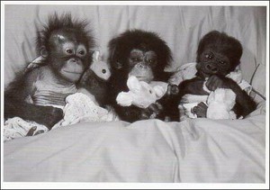 ポストカード モノクロ写真「オランウータン、チンパンジー、ゴリラの赤ちゃん」
