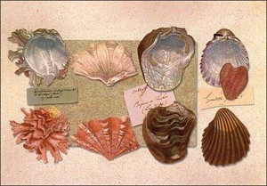 ポストカード カラー写真 貝殻