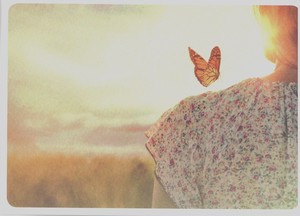 ■ポストカード■ 写真 ドイツ 直輸入 蝶々