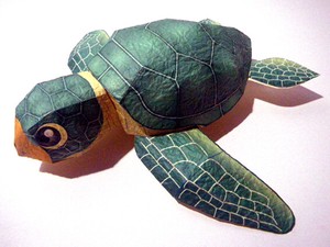 Educational Product Sea Turtle