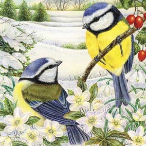 グリーティングカード クリスマス「二匹のアオガラ」 メッセージカード 小鳥