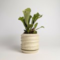 Shigaraki ware Pot/Planter Made in Japan