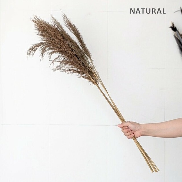 DRIED PLANTS - BAMBOO GRASS ドライプランツ ドライフラワーの商品ページ｜卸・仕入れサイト【スーパーデリバリー】