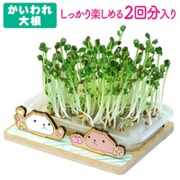 カピバラさん スプラウト栽培キット カピバラさん かいわれ大根 の商品ページ 卸 仕入れサイト スーパーデリバリー
