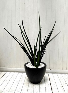 【大人気！観葉植物】スタッキー黒ポットL　　大型便