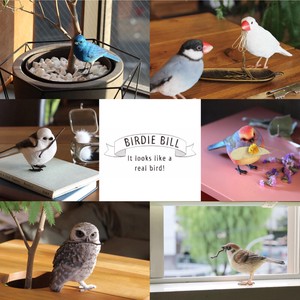 リアルな鳥のオブジェ【BIRDIE BILL】バーディ ビル　ギフト　鳥　リアルアニマルズ