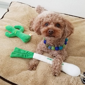 犬用玩具 LOVE PETS by BESTEVER