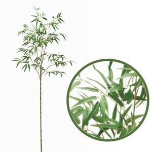 ★航空便不可★　MAGIQ　竹バンブーツリーGREEN