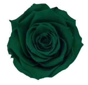 AR　ティエラ・トレス　3輪1102−73　ブリティッシュグリーン【薔薇】【バラ】【プリザーブドフラワー】