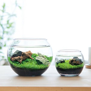 育てる水草 ガラス鉢 アクアリウム 栽培セット Sサイズ Lサイズ GD-812 GD-813
