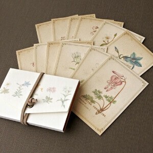 図鑑風 メッセージカード【ケース付】（高山植物）