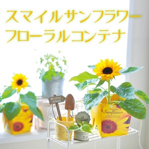 Floral Container フローラルコンテナ　スマイルサンフラワー　GD434　お花の栽培キット
