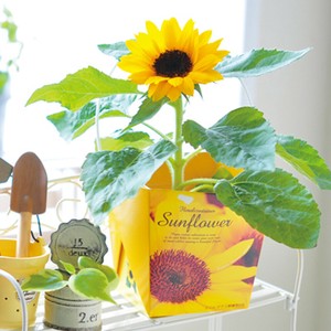 Floral Container スマイルサンフラワー ミニヒマワリ ひまわり 向日葵 栽培セット GD-434