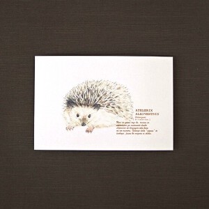 Postcard Hedgehog