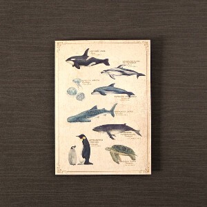 図鑑風 ポストカード（海の生き物）