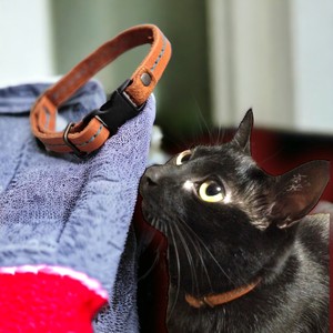 セーフティーバックル採用の猫用首輪　海外でも人気のシンプルな猫首輪　日本製 革製品 全5色
