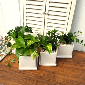 【大人気！観葉植物】ヨーロピアングリーンスクエア