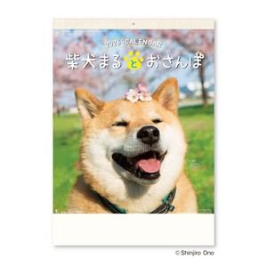 【先行予約】柴犬まるとおさんぽカレンダー　◆納期10月上旬頃