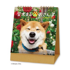 【先行予約】卓上カレンダー 柴犬まるとおさんぽ　◆納期10月上旬頃