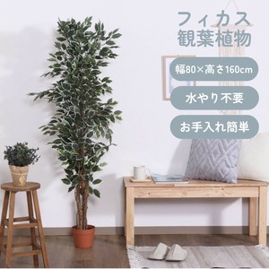 観葉植物　フィカス　690　A／B　不二貿易