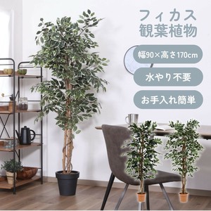 観葉植物　フィカス　1124　A／B　不二貿易