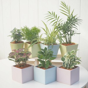 【ミニサイズ 観葉植物】観葉ミニカップ